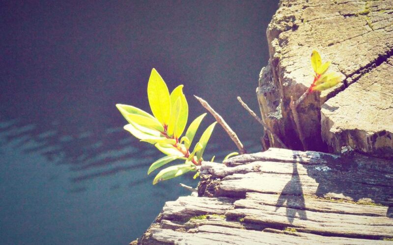 引越しシーズンに古い家電を賢く整理！出張買取 エンクルーにまとめてお任せください